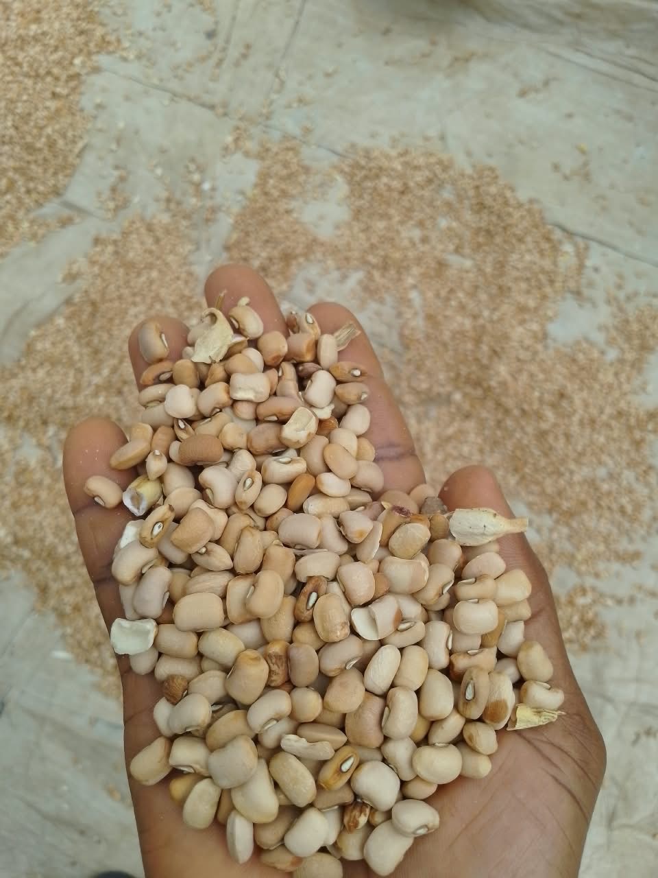 Oloyin beans