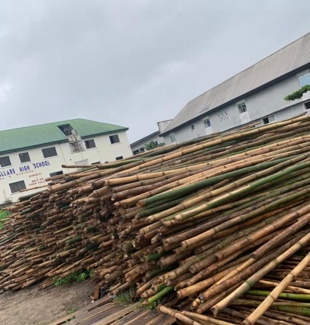Bamboo