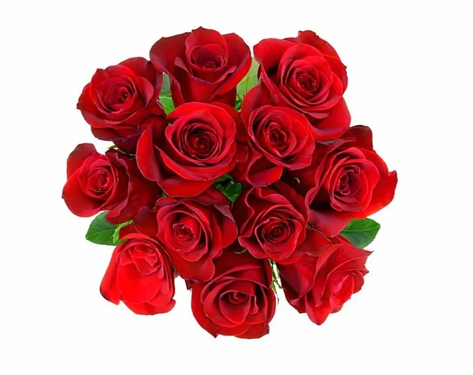Fresh Flower ( USA & CANADA ONLY)
